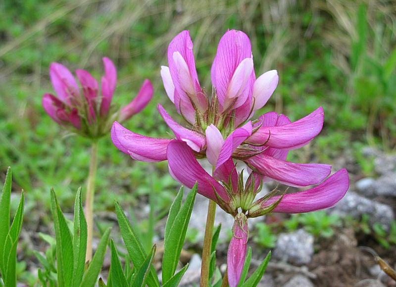 Trifolium alpinum / Trifoglio alpino